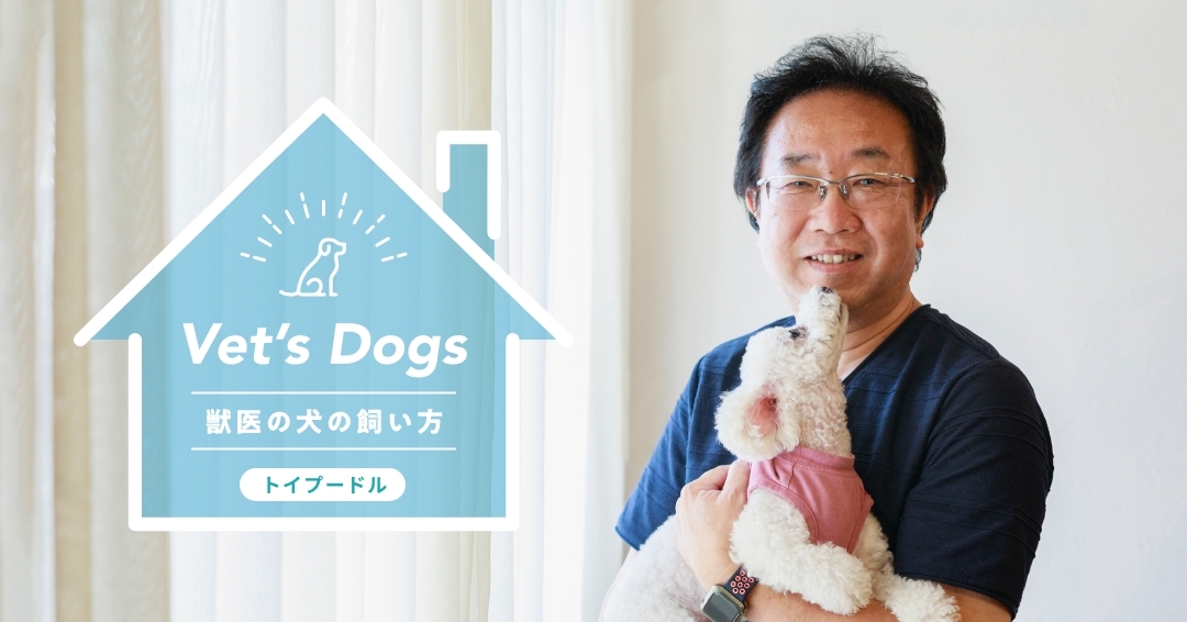 とにかく活発で遊び好き！ 心臓手術を乗り越えたトイプードル・ロナちゃんと獣医師・八田先生の暮らし方