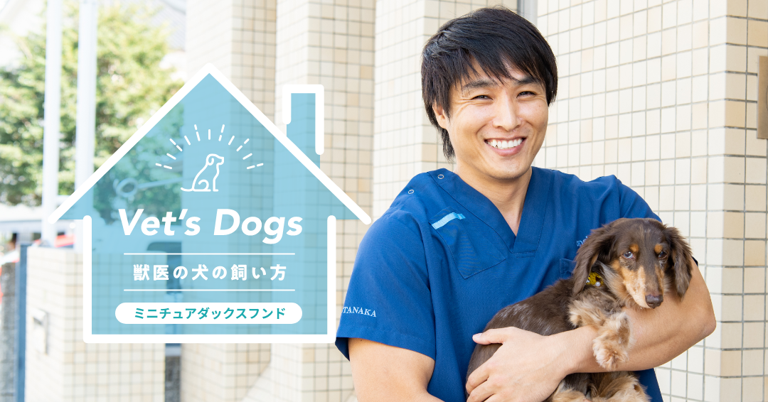 家族のアイドル、ミニチュアダックスフンド・梅子ちゃんと獣医師・田中先生の暮らし方
