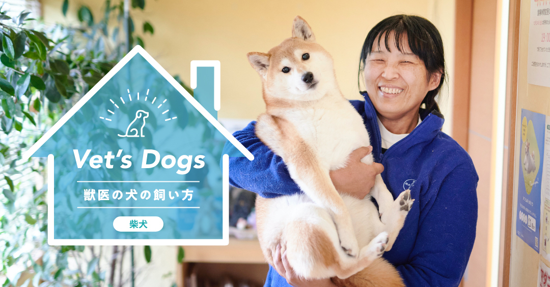 頑固で甘えん坊な性格がかわいい！柴犬・ひなこちゃんと獣医師・古宮先生の暮らし方