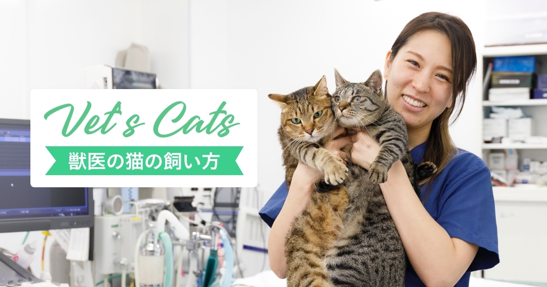 猫同士の社会に“同居”している感覚！喜多川麻美先生と猫2匹の暮らし方