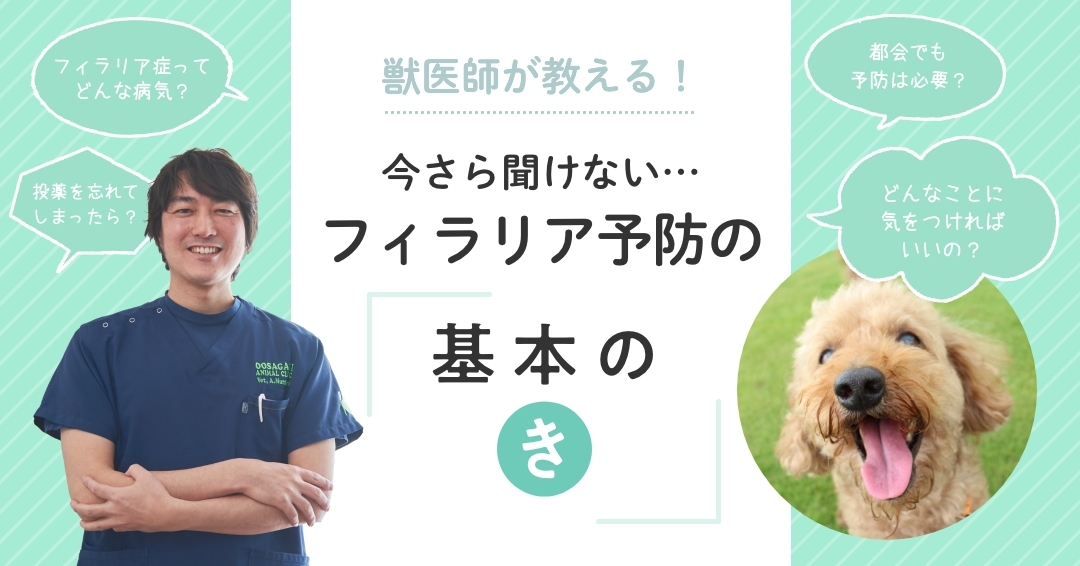獣医師が教える！今さら聞けないフィラリア予防の「基本の“き”」