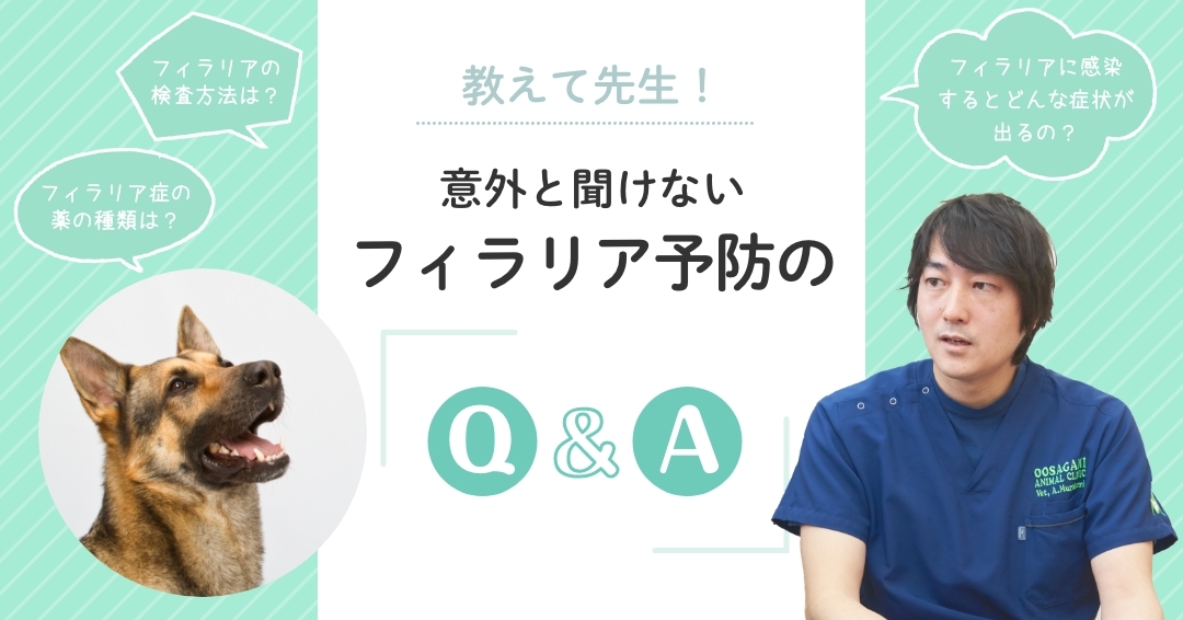 教えて先生！意外と聞けないフィラリア予防の「Q & A」