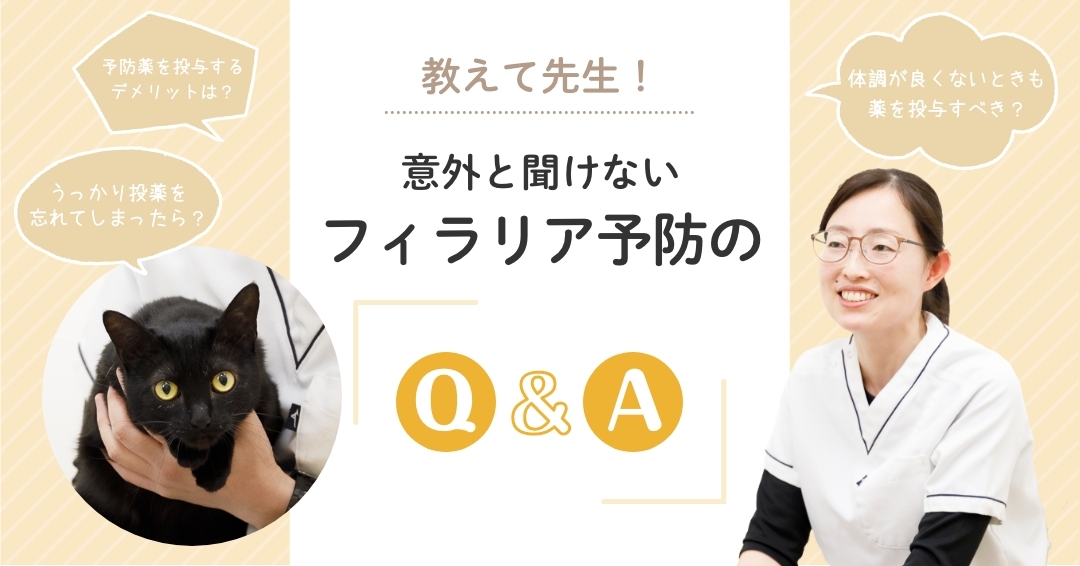 教えて先生！意外と聞けないフィラリア予防の「Q & A」