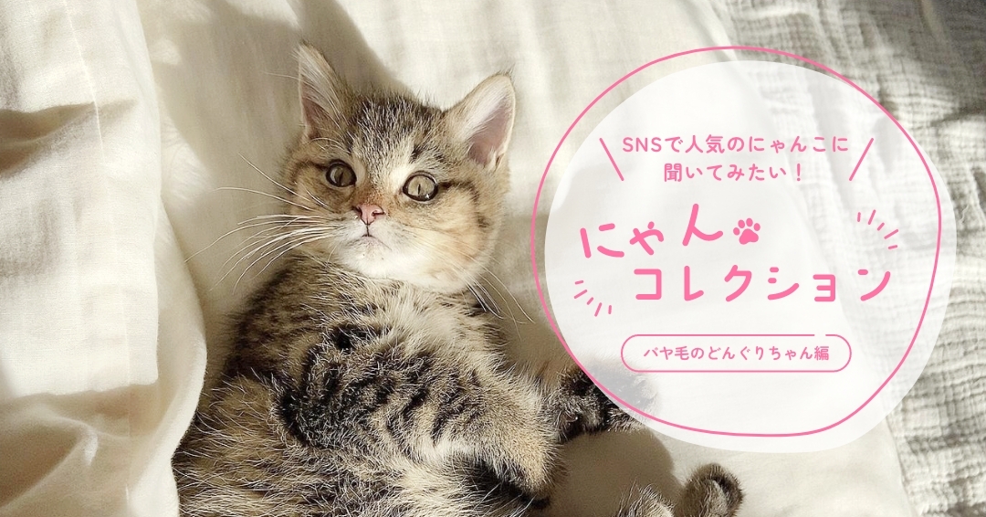 ＜パヤ毛のどんぐりちゃん編＞「特別なお手入れは不要。どんぐりは、きっとずっとパヤ毛です」