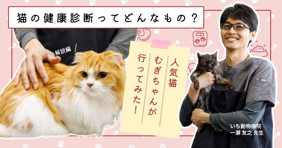 猫の健康診断ってどんなもの？② 解説編「健康診断で何がわかるの？」