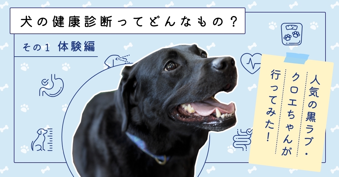 犬の健康診断ってどんなもの？① 体験編「人気の黒ラブ・クロエちゃんが⾏ってみた！」