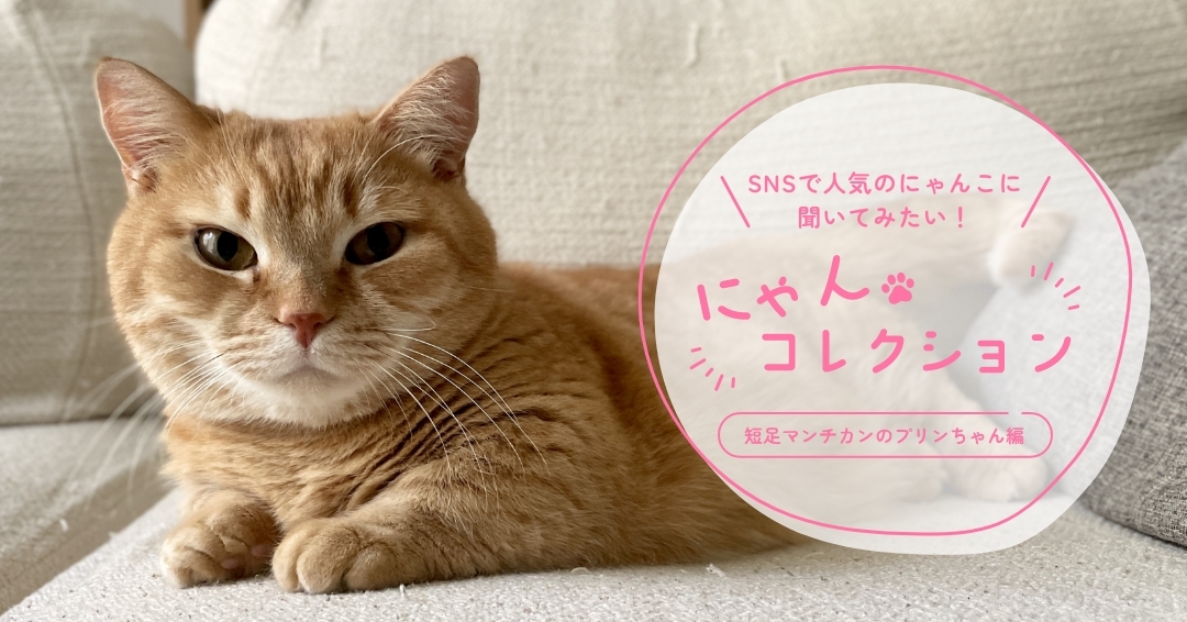 ＜短足マンチカンのプリンちゃん編＞「短足×むっちりボディで、かわいさを365日更新中です！」
