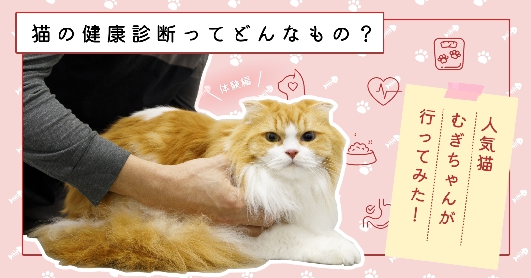 猫の健康診断ってどんなもの？① 体験編「勇気を出して健康診断に行ってみた」