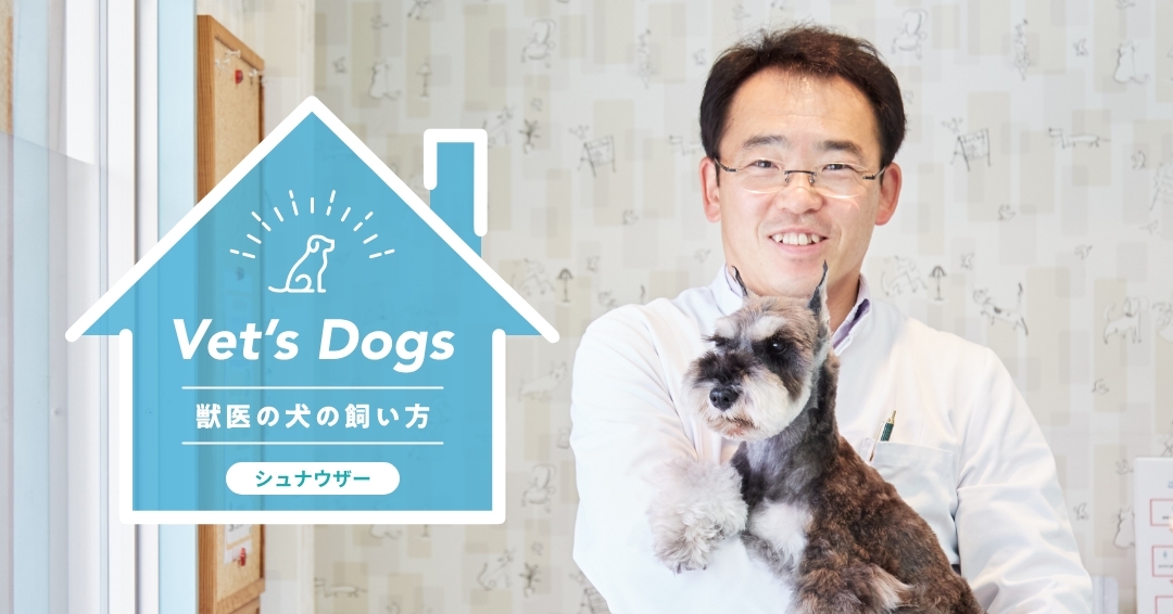 賢く忠誠心の強いシュナウザー、獣医師・鈴木先生が伝授するオーナーの心得とは