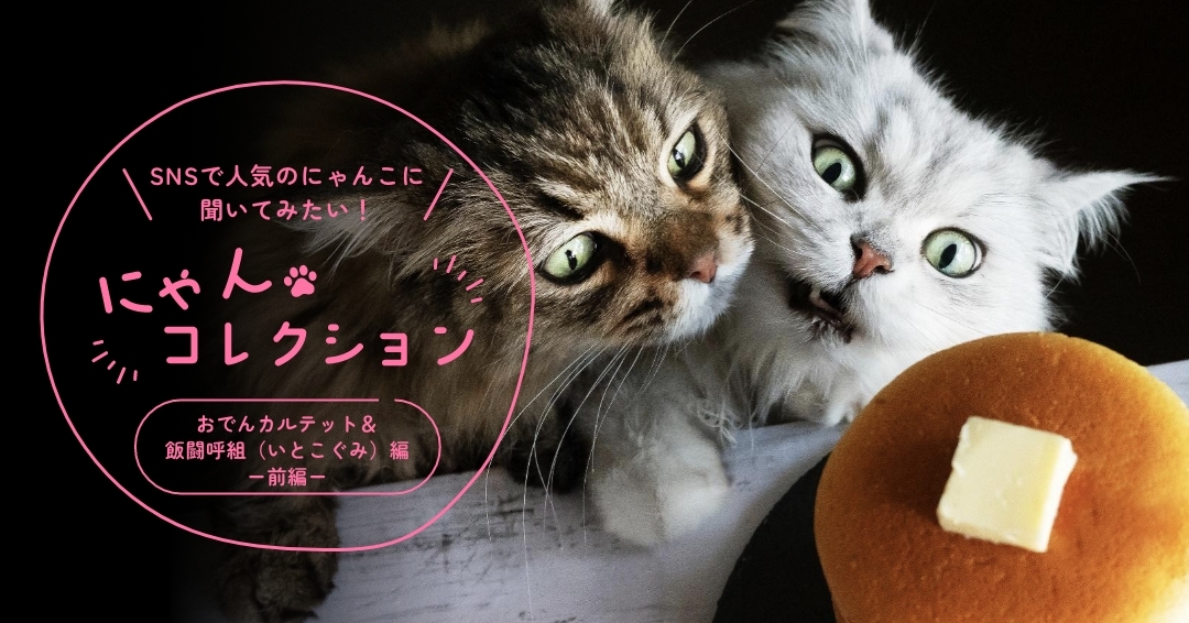 ＜おでんカルテット＆飯闘呼組（いとこぐみ）編＞「猫同士の箱争いや、父への攻撃が頻発中！自分にとことん正直な猫たちと、仲良く賑やかにやっています」前編