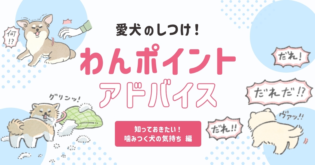 獣医行動学専門医が解説！噛む犬の気持ちとしつけのポイント