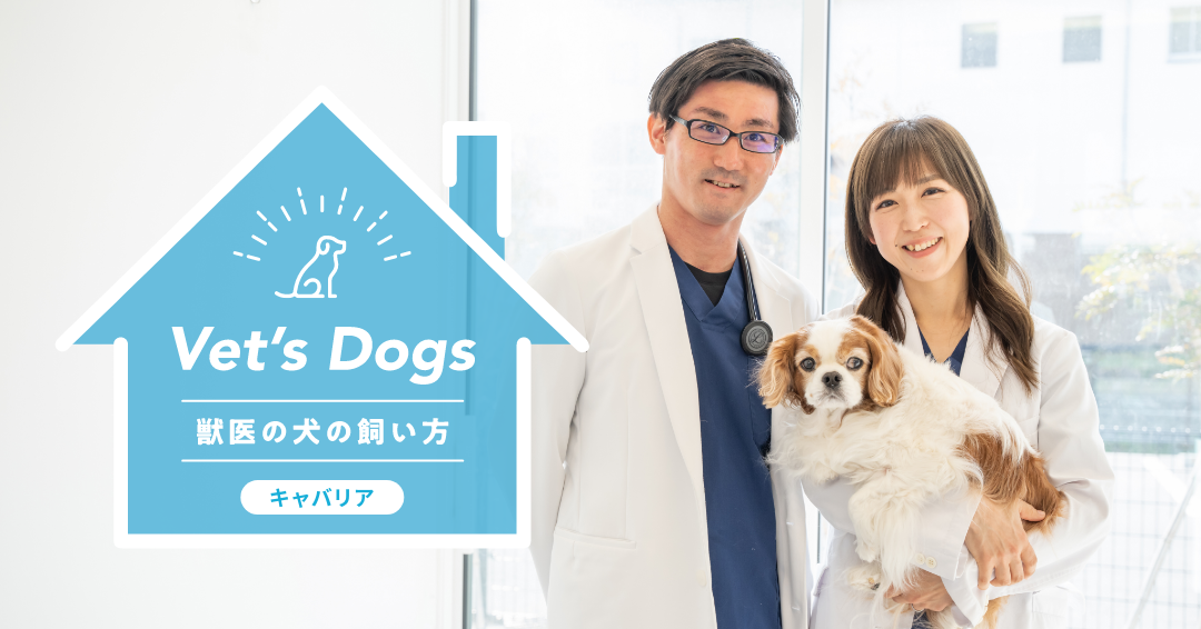 甘え上手で、のんびり屋。かわいいキャバリアと獣医師・大平先生一家の暮らし方