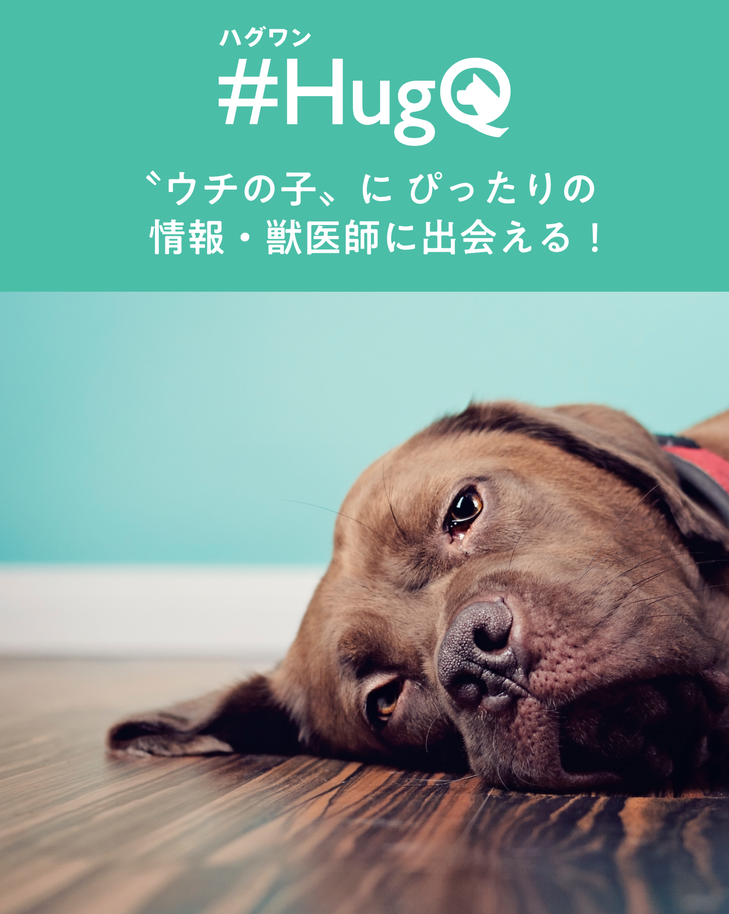 ハグワン Hugq ハッシュハグ ハグワン Hugq ハッシュハグ