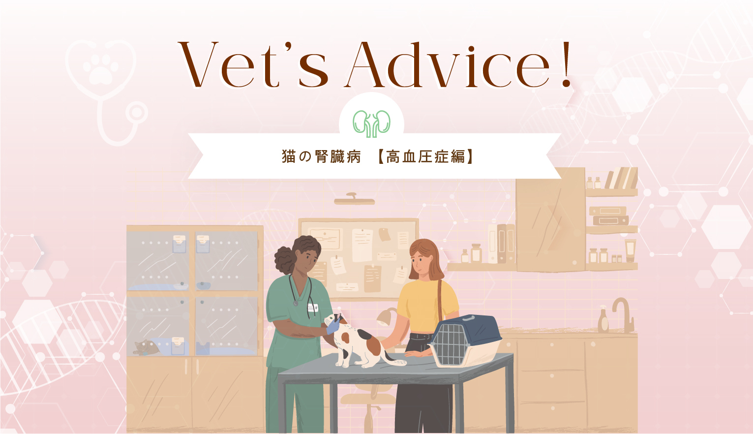 Vet’s Advice!猫の腎臓病【高血圧症編】