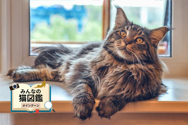 メインクーンの特徴と性格は？飼い方のポイントや気を付けたい病気も紹介