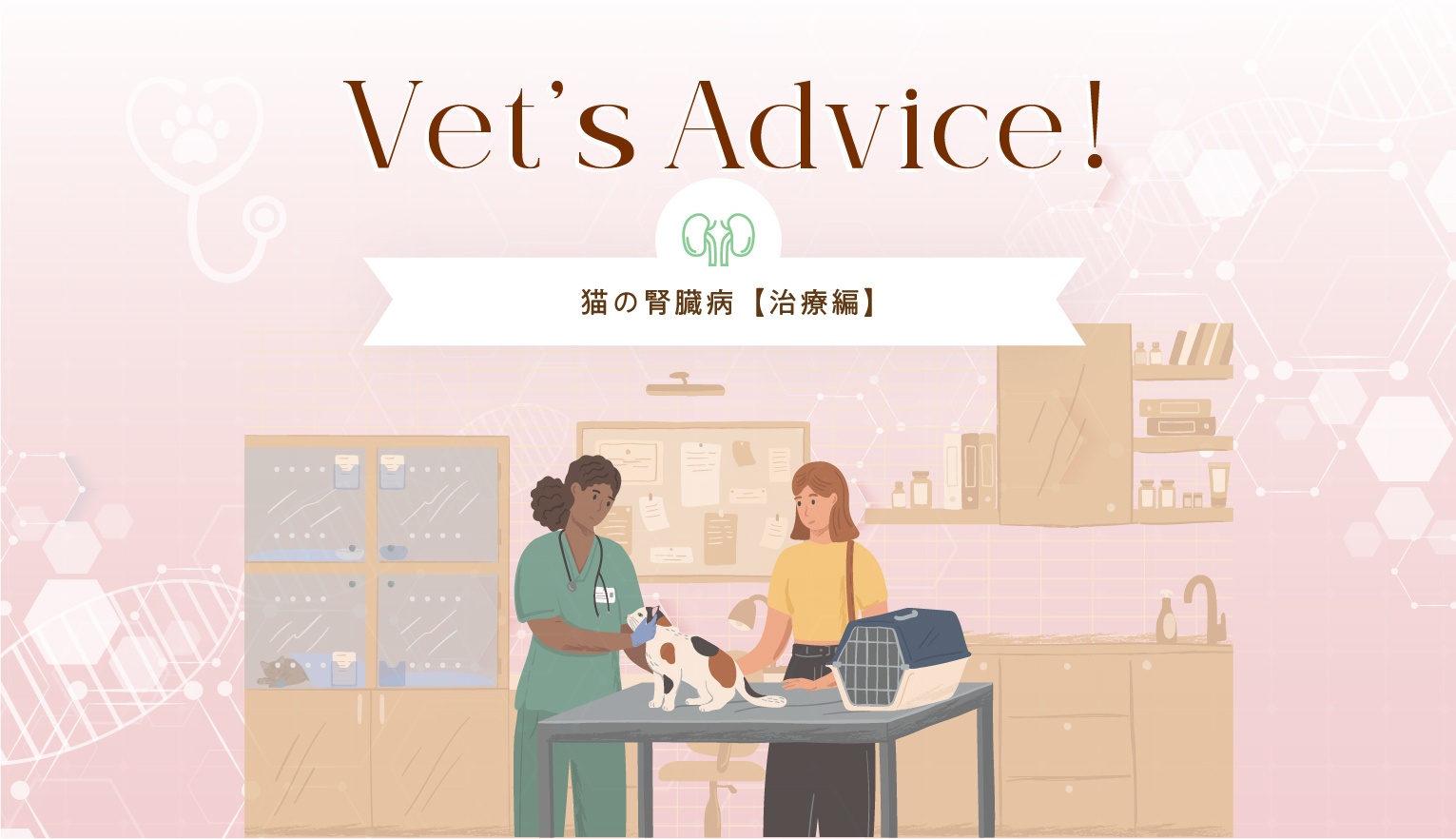 Vet’s Advice!　猫の腎性貧血【治療編】