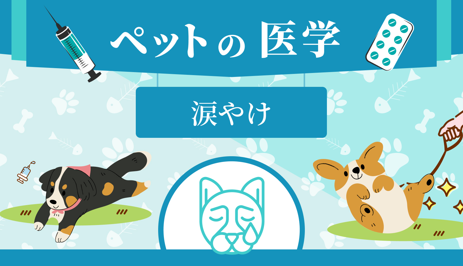 犬の「涙やけ」を起こす流涙症とは？原因・治療・ケアを解説【獣医師監修】