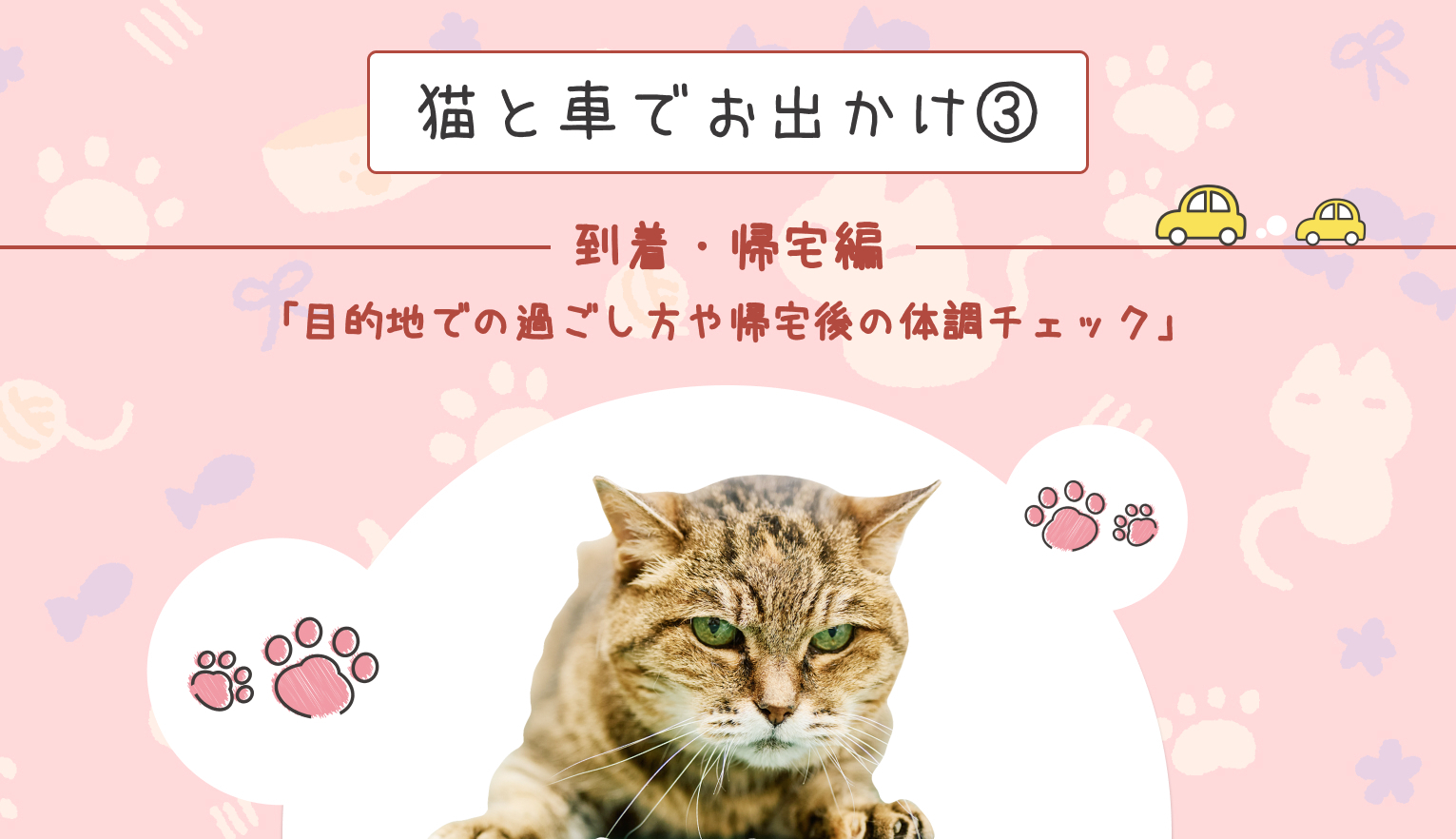猫と車でお出かけ③到着・帰宅編「目的地での過ごし方や帰宅後の体調チェック」
