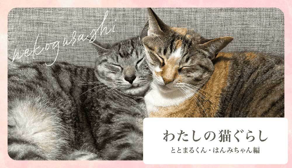 わたしの猫ぐらし「ととまるくん・はんみちゃん」前編