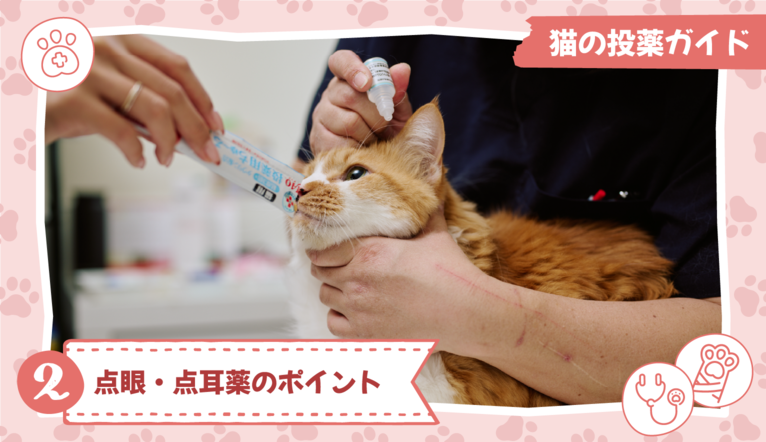 猫の投薬ガイド②点眼・点耳薬のポイント【獣医師監修】