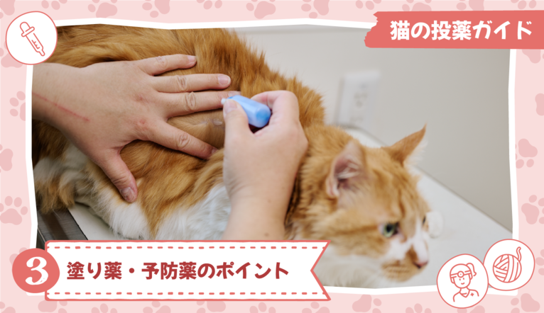 猫の投薬ガイド③塗り薬・予防薬のポイント【獣医師監修】