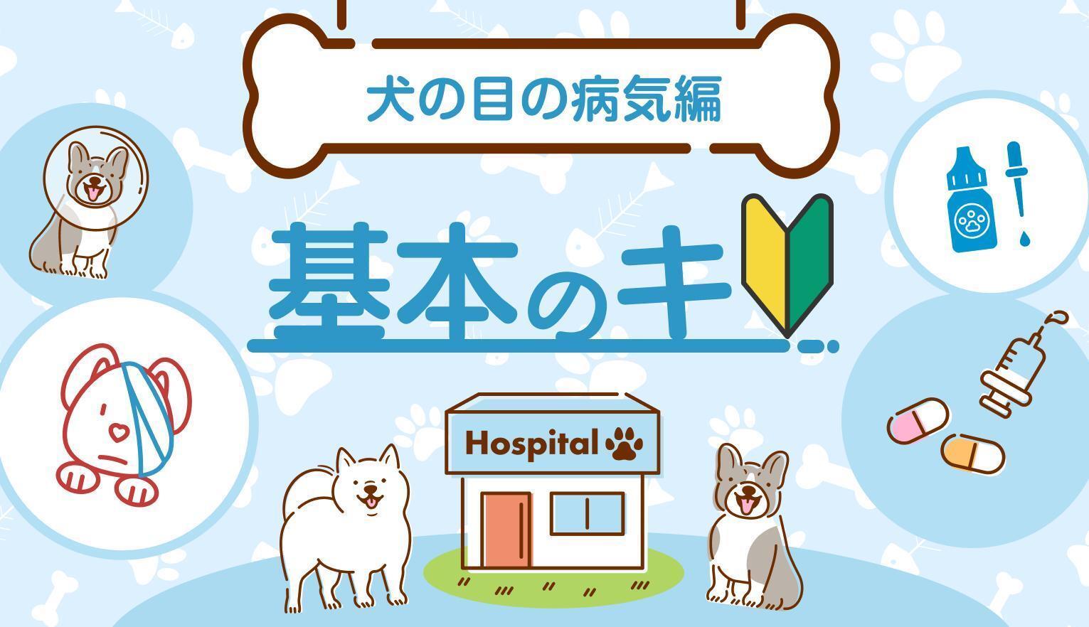 犬の目の病気｜早期発見につなげるポイントや予防方法を獣医師が解説
