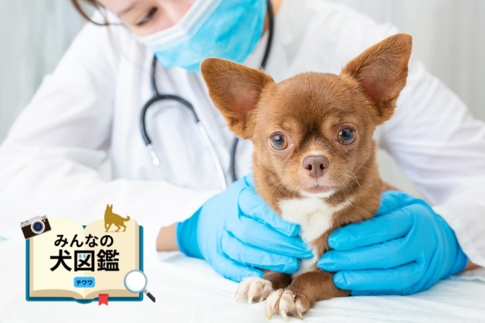 チワワのかかりやすい病気とは？病気の症状や治療方法も解説【専門家監修】