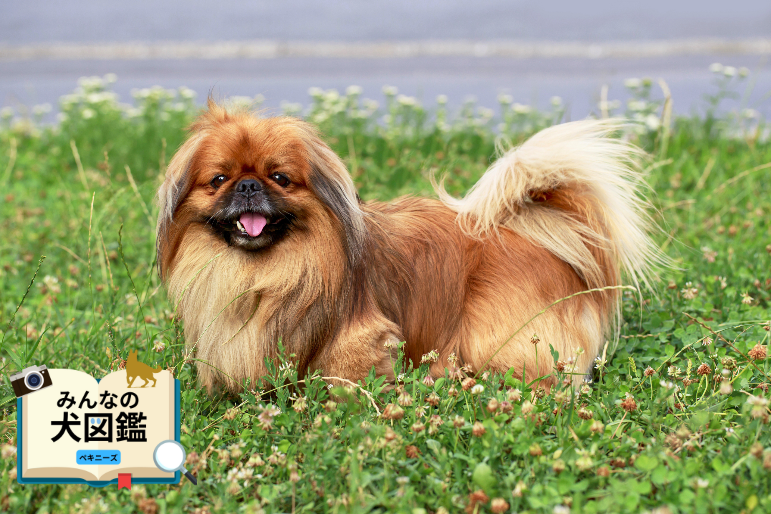 ペキニーズ│歴史・かかりやすい病気・生活で気を付けたい点【専門家監修】