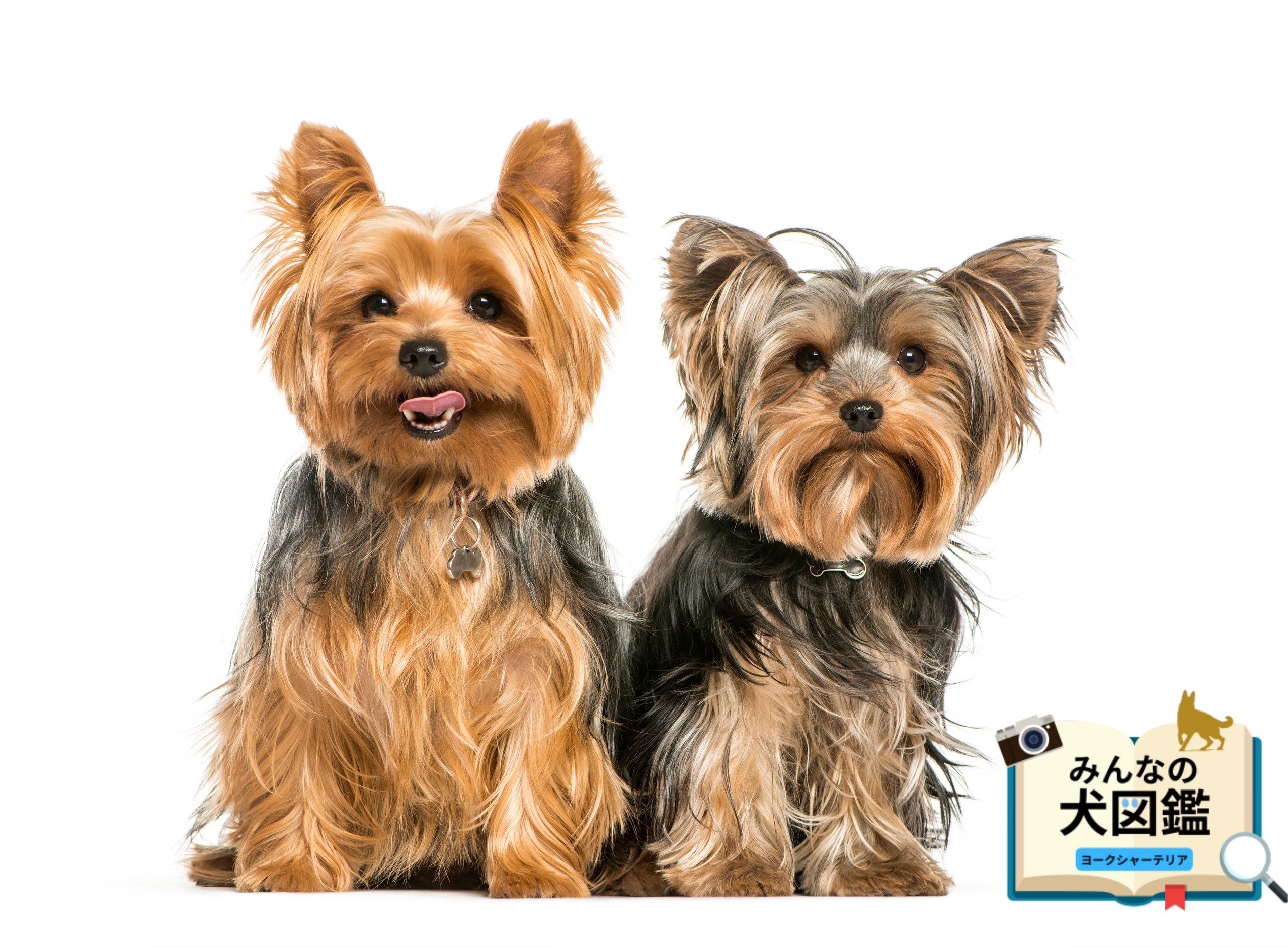 ヨークシャーテリア│歴史・かかりやすい病気・生活で気を付けたい点【専門家監修】