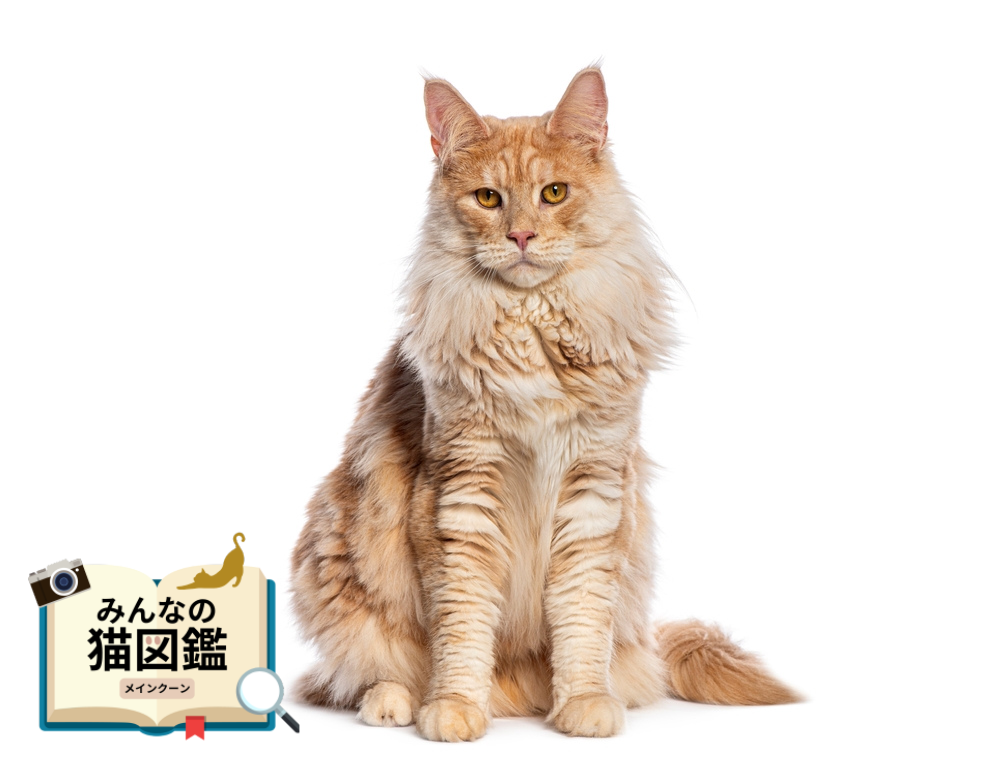 メインクーン│歴史・かかりやすい病気・生活で気を付けたい点【専門家監修】