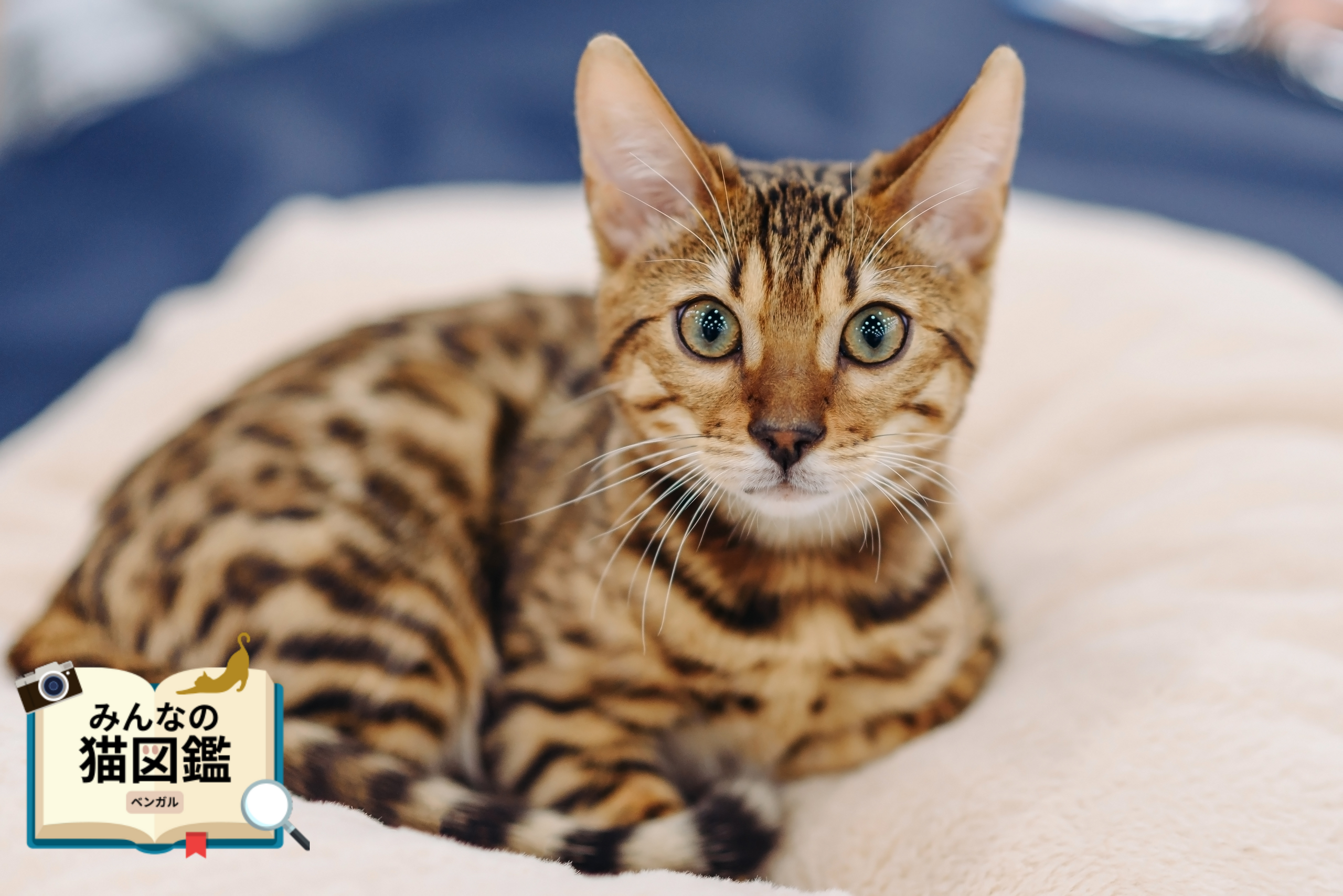 ベンガル│歴史・かかりやすい病気・生活で気を付けたい点【専門家監修】