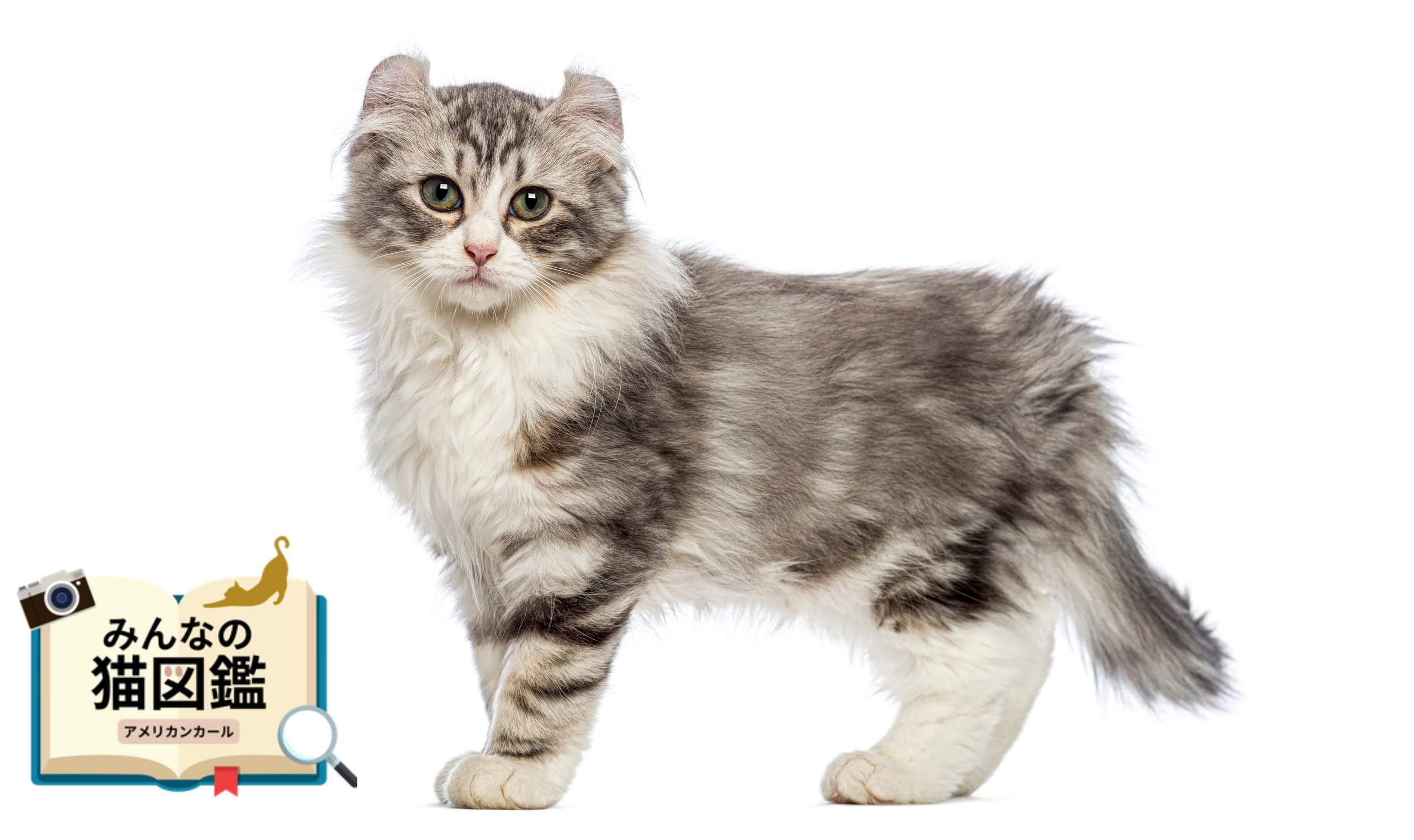 アメリカンカール│歴史・かかりやすい病気・生活で気を付けたい点【専門家監修】