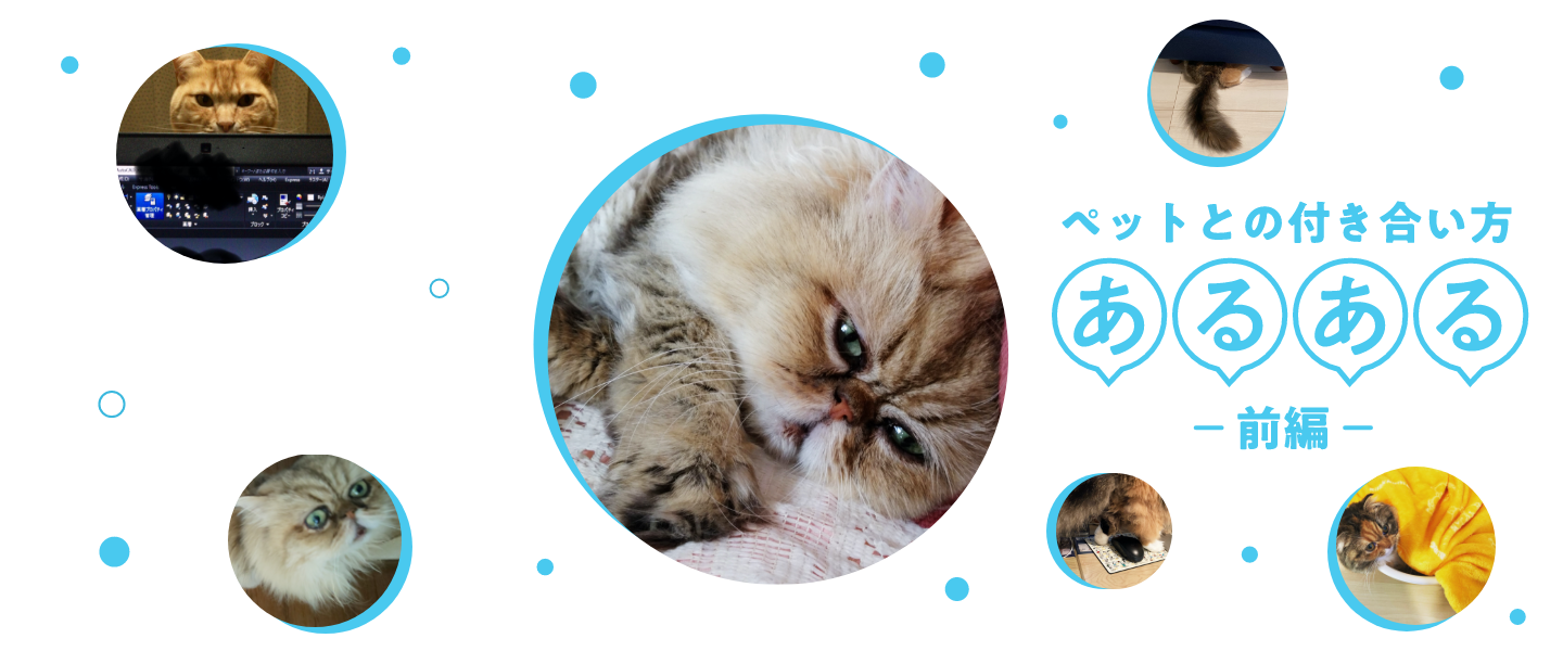 【前編】在宅勤務中の飼い主さんに聞いた！ ニャンともかわいい猫あるある