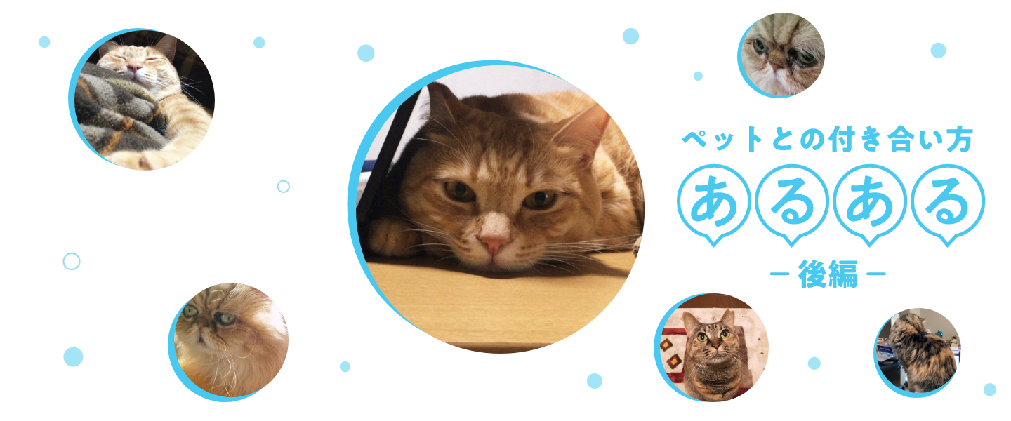 【後編】在宅勤務中の飼い主さんに聞いた！ ニャンともかわいい猫あるある