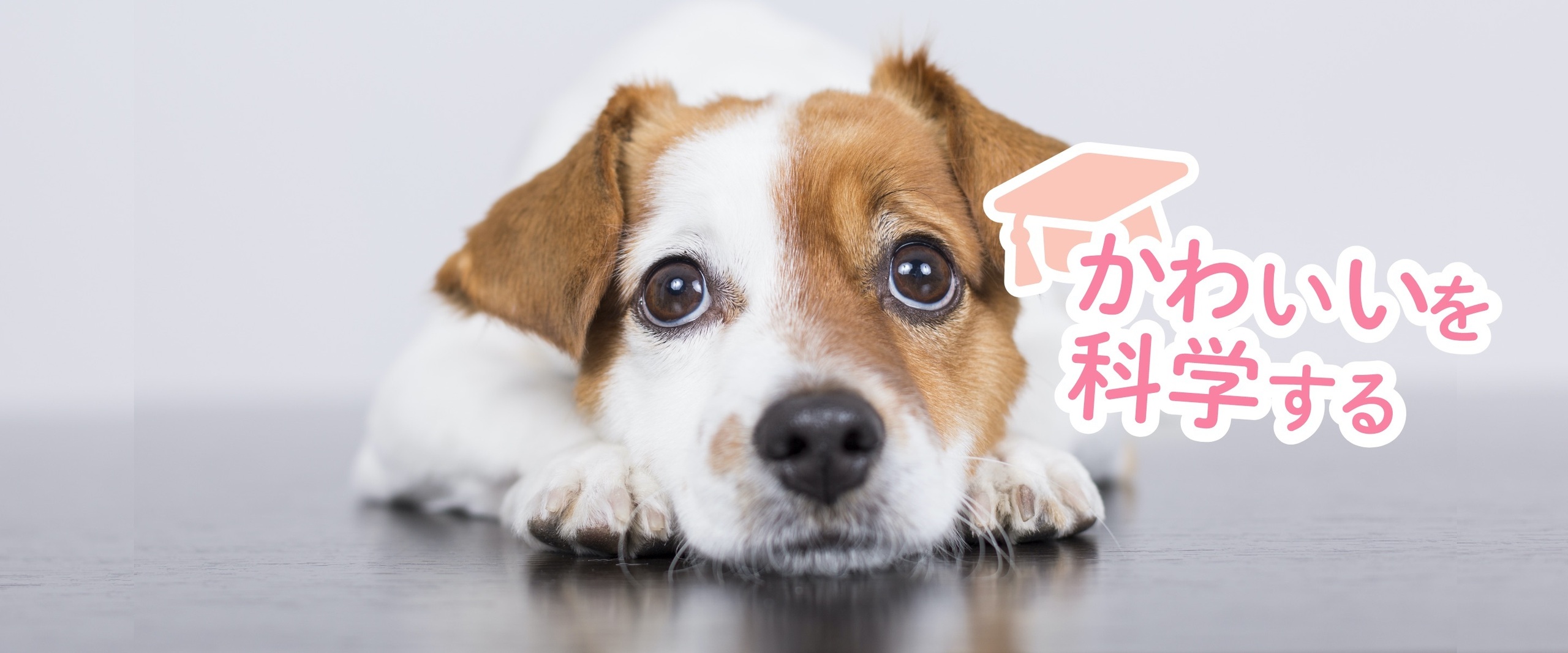 認定医が教える！ 愛犬の“かわいいの作り方”【スキンケア編】
