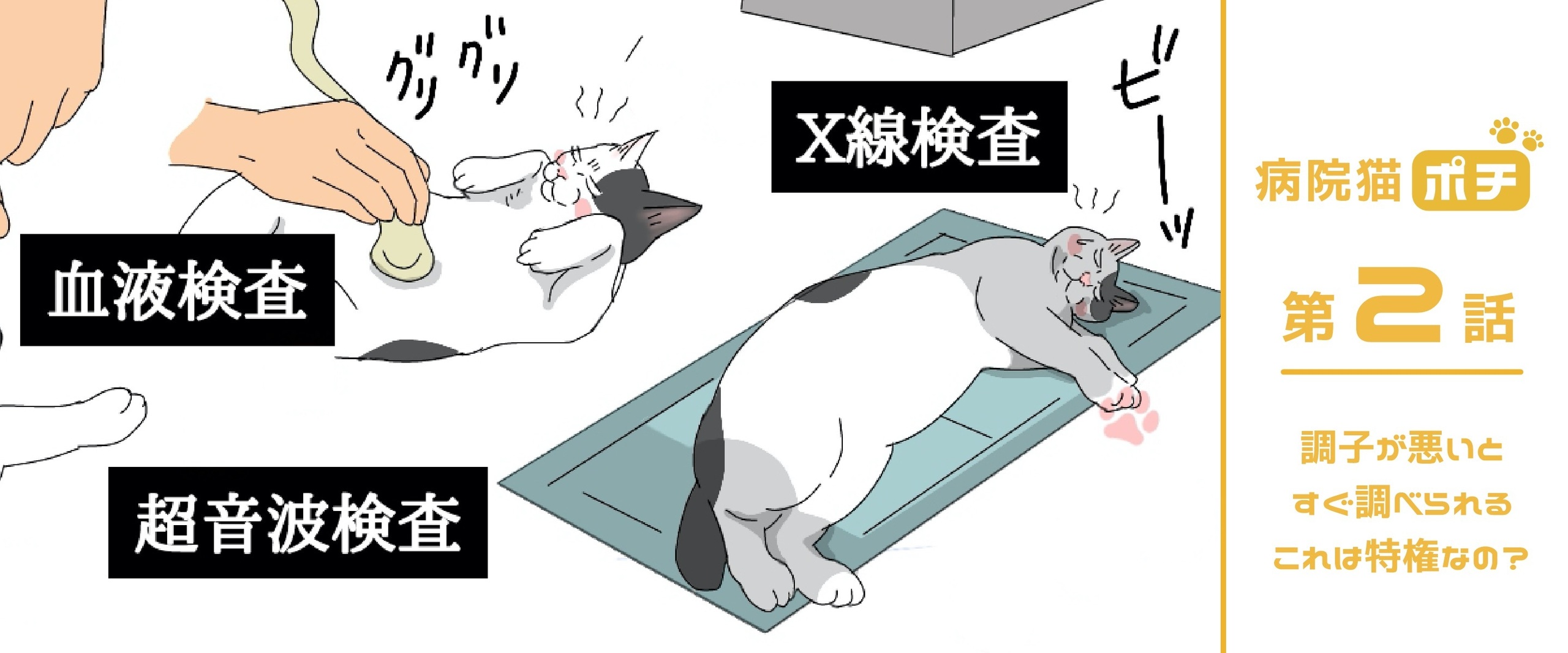 【猫マンガ vol.2】「病院猫ポチ」２話　調子が悪いとすぐ調べられる（X線検査、血液検査、超音波検査）これは特権なの？