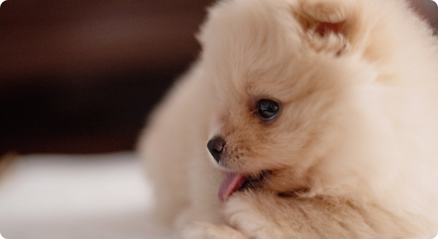 舌を出して横向いているポメラニアン子犬