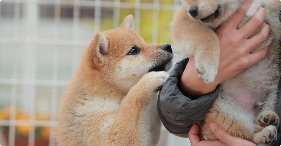 ２頭の子犬の柴犬