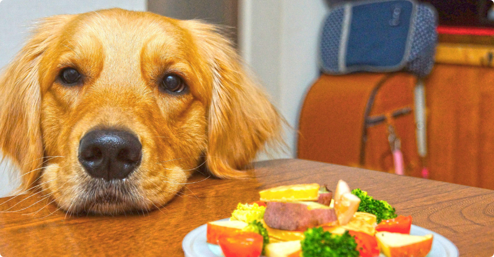 食べ物を前におあずけしているゴールデンレトリバー