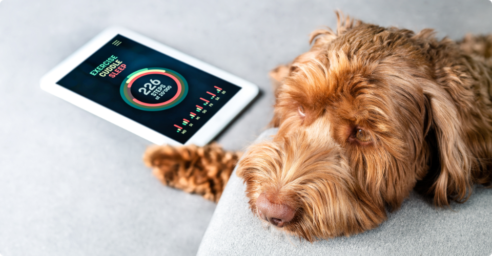 タブレットの隣で寝ている茶色い犬