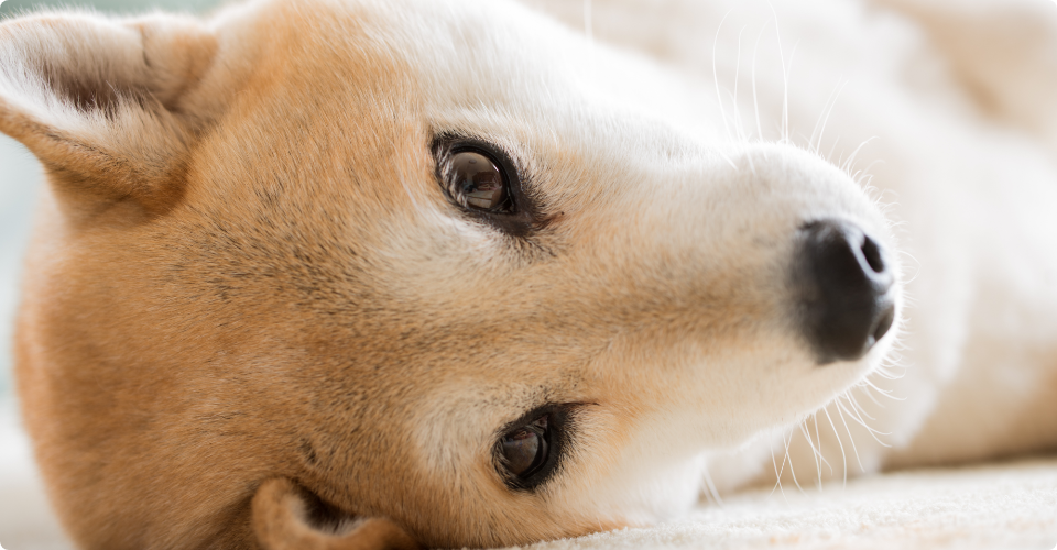 横になって寝ている柴犬