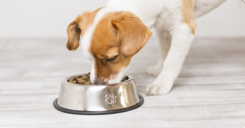 ご飯を食べている子犬