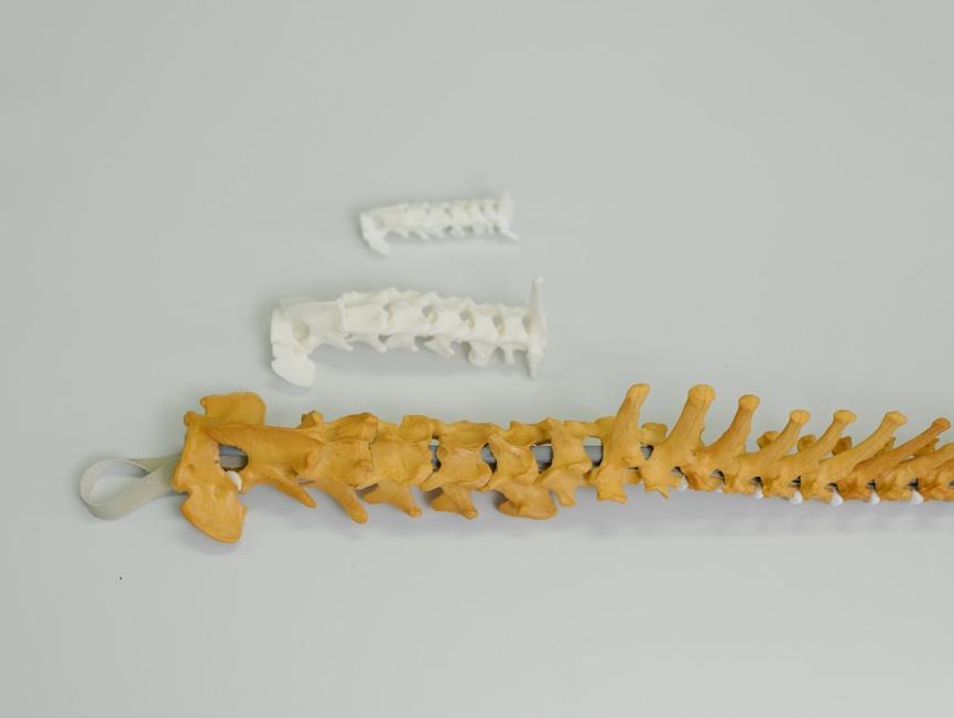 飼い主への説明に使われる脊椎の模型。上：チワワ、中：ミニチュア・ダックスフンド、下：大型犬