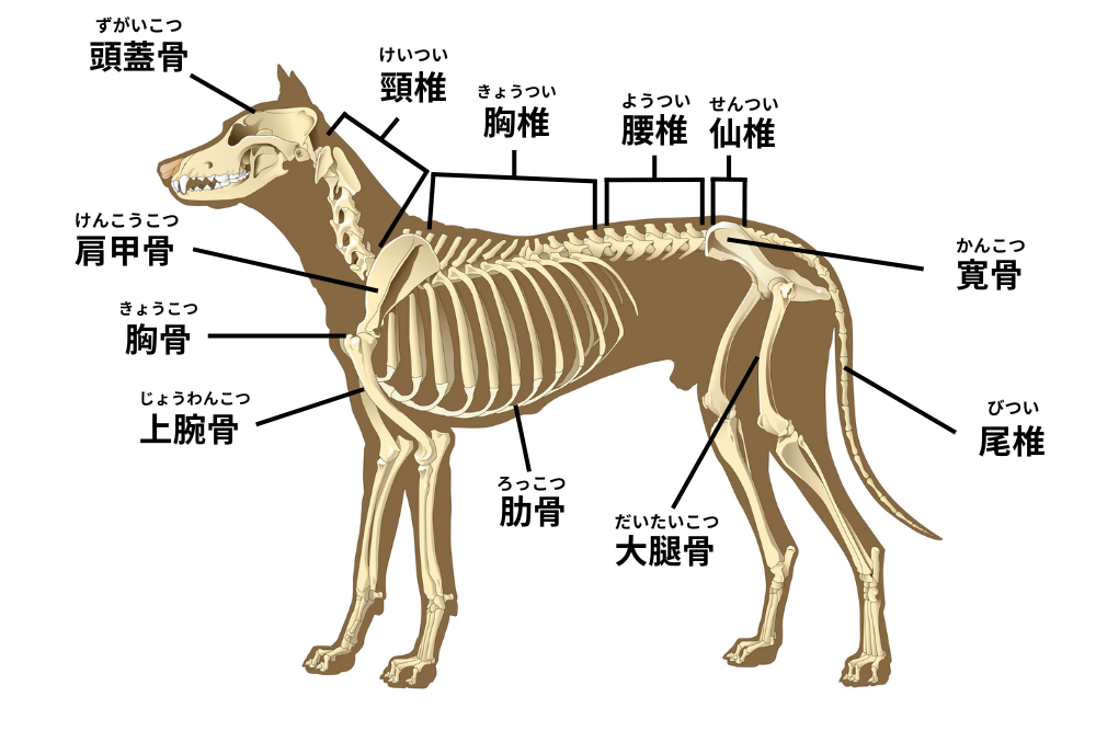 犬の腰椎