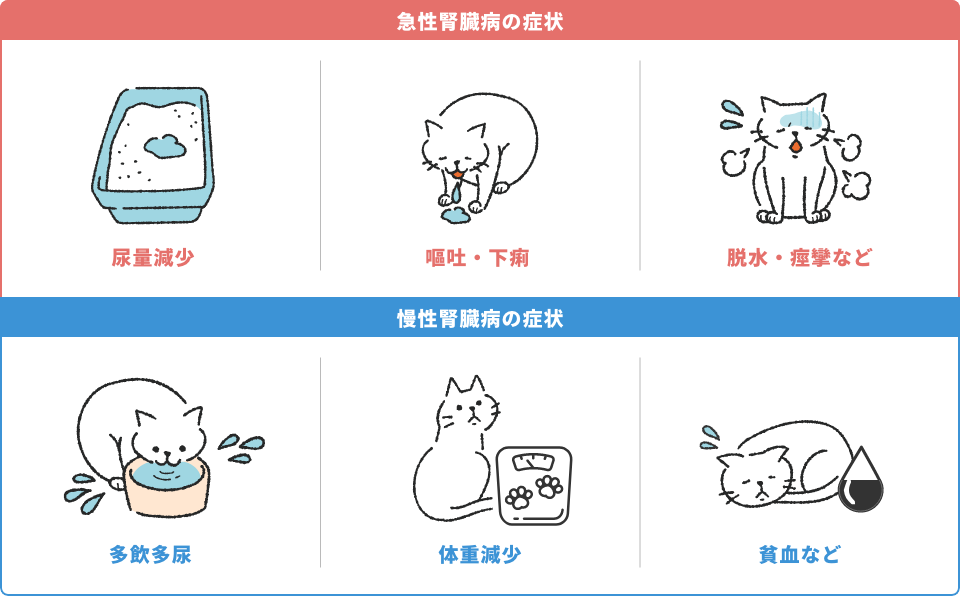 猫の急性腎臓病と慢性腎臓病の症状