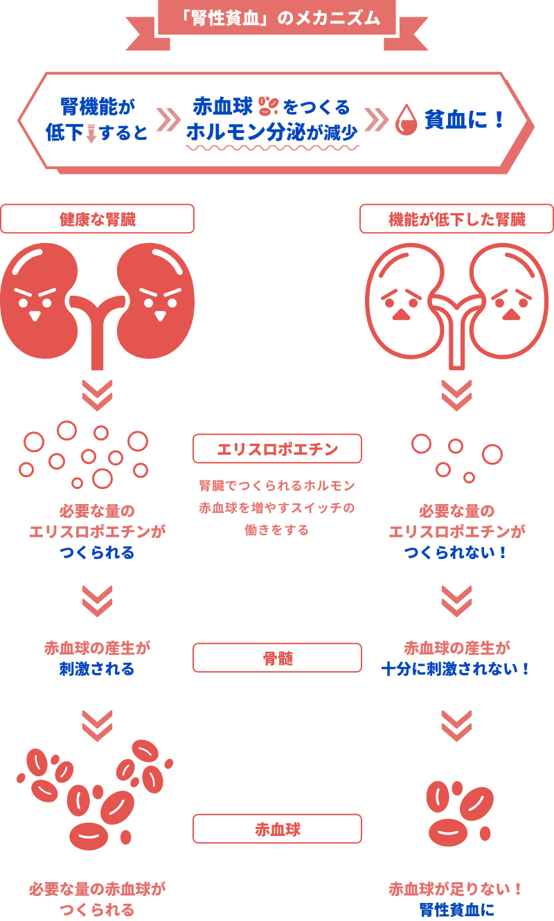 腎性貧血 発症のメカニズムの図
