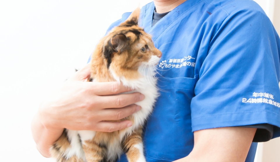 長毛種の子猫を抱っこする獣医師 淺井亮太先生