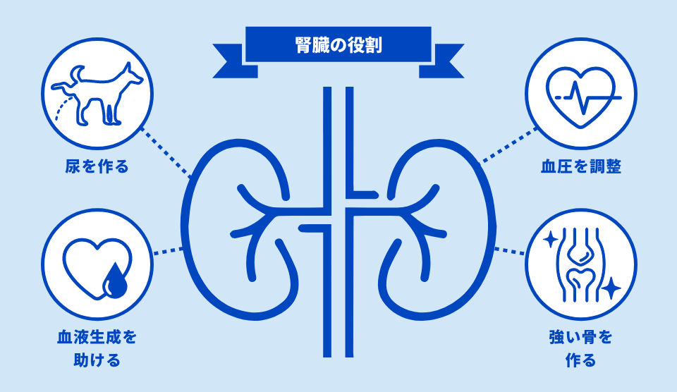腎臓の役割