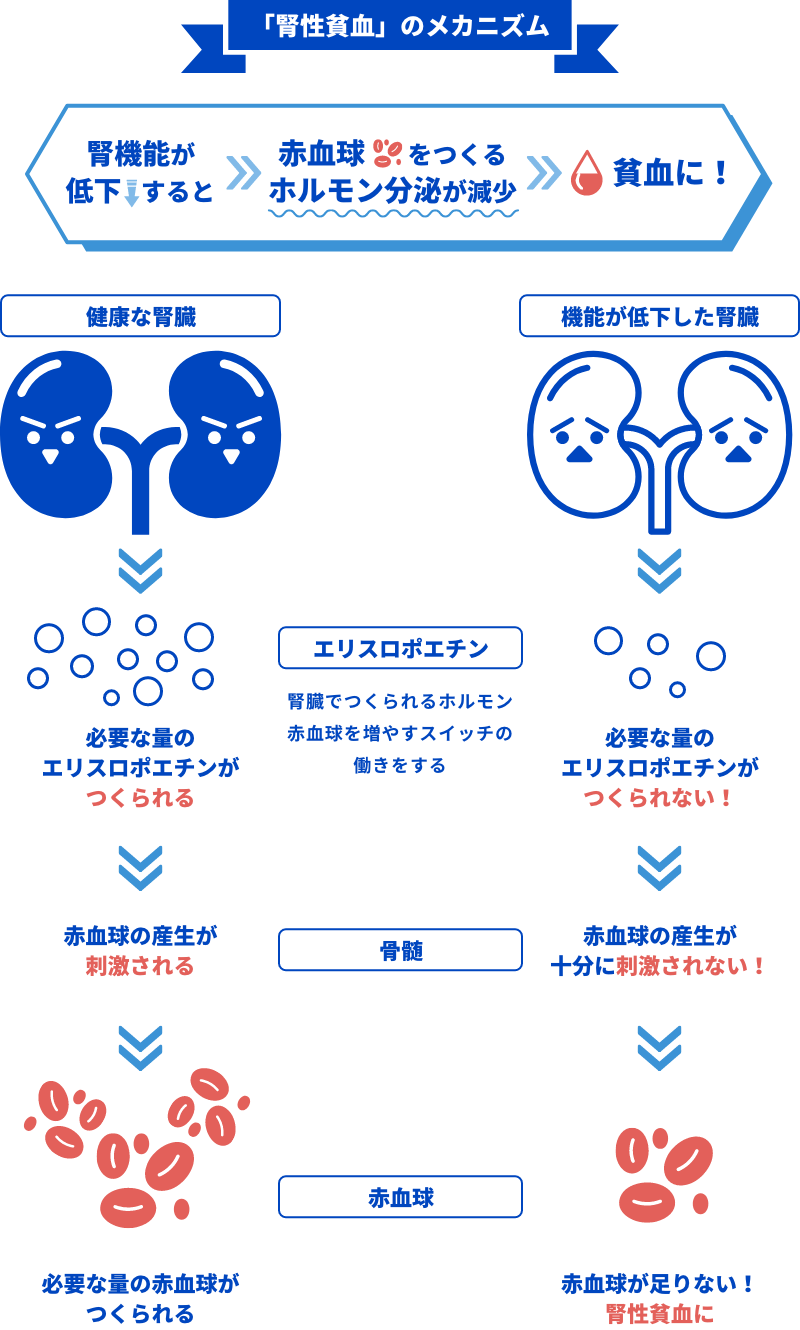 腎性貧血 発症のメカニズムの図