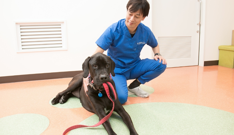 レトリバーのミックス犬と獣医師 淺井亮太先生
